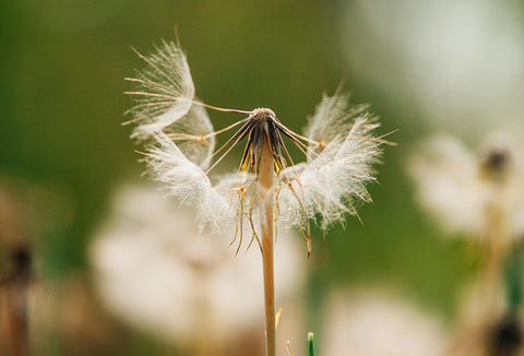 Endometriosis and Fertility flower